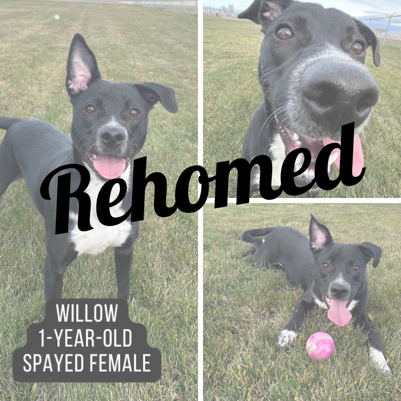 Adopted dog named Willow.